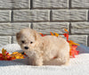 Maltipoo For Sale Holmesville OH Female-Macey