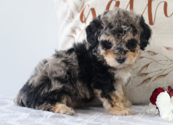 ACA Registered Mini Poodle For Sale Fredericksurg OH Female-Bailey