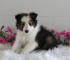 ACA Shetland Sheepdog For Sale Baltic OH Male-Noah