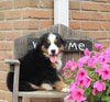 AKC Bernese Mountain Dog For Sale Warsaw OH Male-Bruno