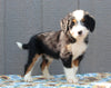 Mini Bernedoodle For Sale Millersburg OH Male-Bobby