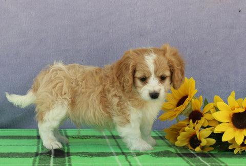 Cavapoo For Sale Sugarcreek OH Male-Timmy