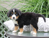 Bernese Mountain Dog For Sale Dundee OH Male-Chad