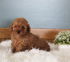 AKC Registered Mini Poodle For Sale Millersburg OH Female-Missy