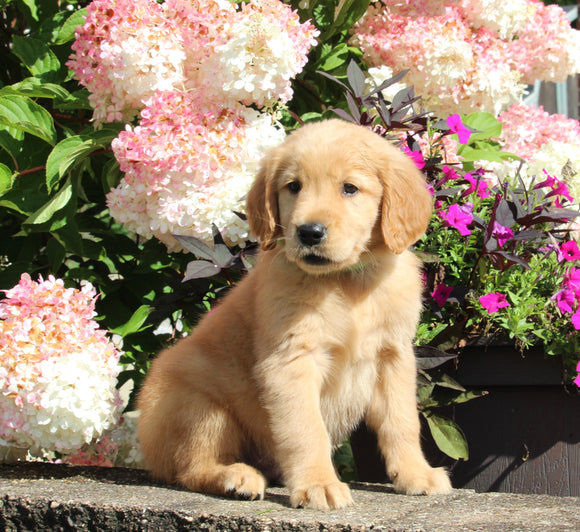 AKC Registered Golden Retriever For Sale Holmesville OH Male-Max