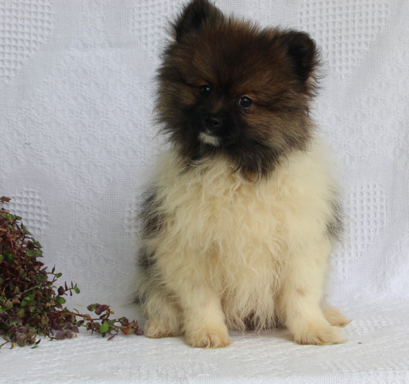 ACA Registered Pomeranian For Sale Millersburg OH Male-Alex