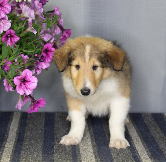AKC Registered Collie Lassie For Sale Fredericksburg OH Male-Zane