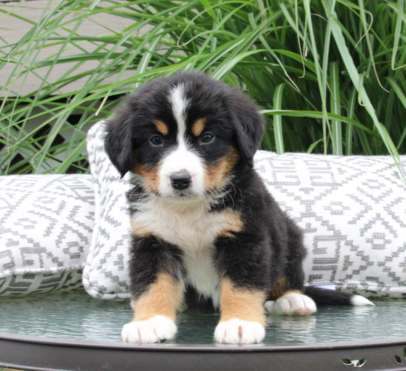 Bernese Mountain Dog For Sale Dundee OH Male-Chad