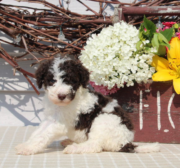 AKC Standard Poodle For Sale Sugarcreek OH Male-Maxwell