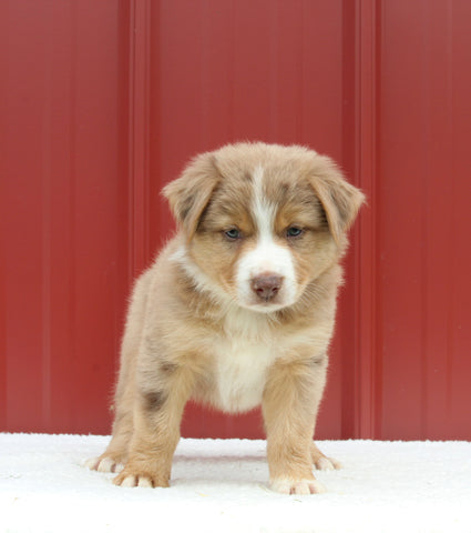 Australian Shepherd For Sale Holmesville OH Male-Alex