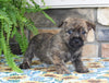 AKC Cairn Terrier For Sale Millersburg OH Male-Asher