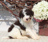 AKC Standard Poodle For Sale Sugarcreek OH Male-Maxwell
