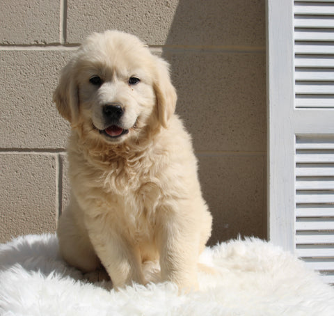 AKC English Cream Golden Retreiver For Sale Holmesville OH Male-Hayden