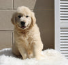 AKC English Cream Golden Retreiver For Sale Holmesville OH Male-Hayden