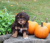 Mini Aussiedoodle For Sale Sugarcreek OH Male-Ricky