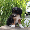 Mini Aussiedoodle For Sale Sugarcreek OH Female-Molly
