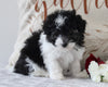ACA Registered Mini Poodle For Sale Fredericksburg OH Male-Max