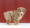 Australian Shepherd For Sale Holmesville OH Male-Alex