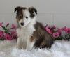ACA Shetland Sheepdog For Sale Baltic OH Male-Ken