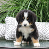 Bernese Mountain Dog For Sale Dundee OH Male-Jordan