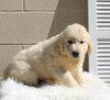 AKC English Cream Golden Retreiver For Sale Holmesville OH Male-Hayden