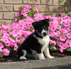 APRI Registered Shiba Inu For Sale Millersburg OH Male-Chip