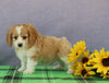 Cavapoo For Sale Sugarcreek OH Male-Timmy