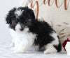 ACA Registered Mini Poodle For Sale Fredericksburg OH Male-Max