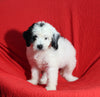 Mini Bernedoodle For Sale Sugarcreek OH Female-Sammie