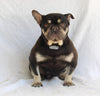 AKC French Bulldog For Sale Millersburg OH Female-Sweetheart