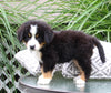 Bernese Mountain Dog For Sale Dundee OH Male-Jordan