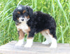 Mini Aussiedoodle For Sale Sugarcreek OH Female-Molly