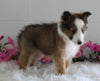 ACA Shetland Sheepdog For Sale Baltic OH Female-Willow