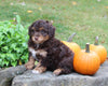 Mini Aussiedoodle For Sale Sugarcreek OH Male-Ricky