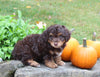 Mini Aussiedoodle For Sale Sugarcreek OH Male-Ricky