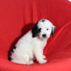 Mini Bernedoodle For Sale Sugarcreek OH Female-Sammie