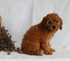 AKC Registered Mini Poodle For Sale Millersburg OH Female-Roxie