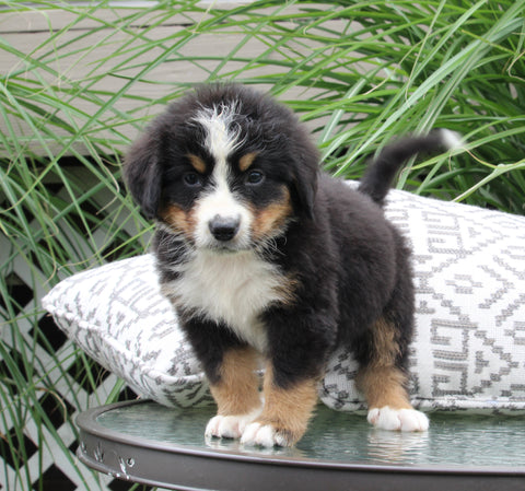 AKC Bernese Mountain Dog For Sale Dundee OH Male-Jack