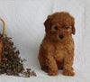 AKC Registered Mini Poodle For Sale Millersburg OH Female-Roxie