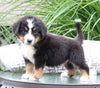 AKC Bernese Mountain Dog For Sale Dundee OH Male-Jack