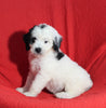 Mini Bernedoodle For Sale Sugarcreek OH Female-Sammie