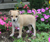 Chihuahua For Sale Mt. Vernon OH Female-Sasha