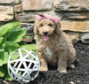 Mini Goldendoodle For Sale Sugarcreek OH Female-Willow
