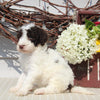 AKC Standard Poodle For Sale Sugarcreek OH Female-Margie