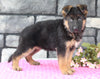 AKC Registered German Shepherd For Sale Millersburg OH Female-Nellie