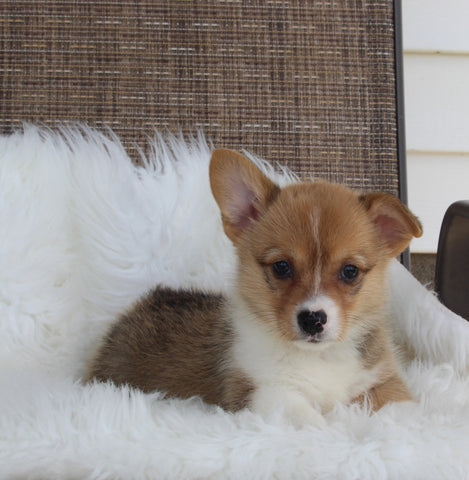 ACA Welsh Corgi For Sale Millersburg OH Female-Cinnamon