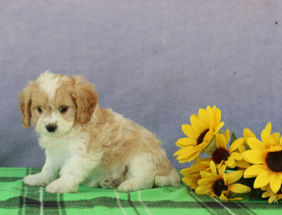 Cavapoo For Sale Sugarcreek OH Female-Tara