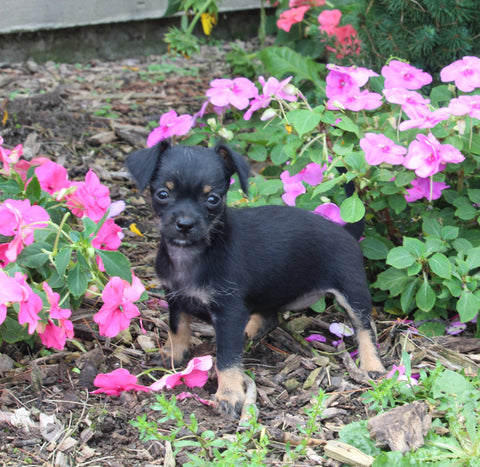 Chihuahua For Sale Mt. Vernon OH Female-Scarlett