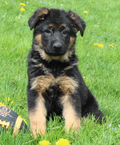 AKC Registered German Shepherd For Sale Millersburg OH Female-Nicki