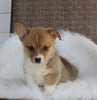 ACA Welsh Corgi For Sale Millersburg OH Female-Cinnamon